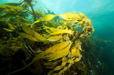 Tasmanian Kelp